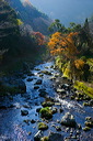 content/stories/Japan/Sagano,_Kyoto_Japan.htm/preview/_08e0373.jpg